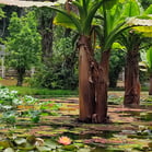 Jardim Botânico, Rio de Janeiro