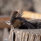 Cactus Wren