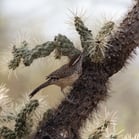Cactus Wren in cholla