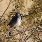 Black-throated Sparrow