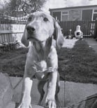 Golden Labrador Puppy standing on hind legs - black and white