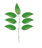 Feuille - imparipennée