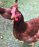 Rhode Island Red Chicken