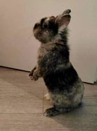 photo d'un lapin utilisé pour un tufting personnalisé du lapin