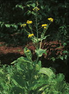 Plante - moutarde