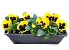 plantes, fleurs, jardiniere livraison gratuite tombe, cimetiere Sepulture49
