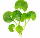 Centella Asiatica