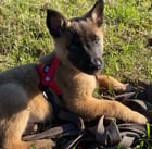 chiot malinois couché dans l'herbe avec une longe
