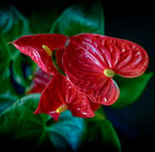 Acercamiento de flor de anturio roja con pistilos amarillos y hojas verdes al fondo