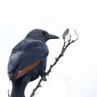 Joli oiseau