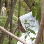 Prière en forêt