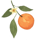 orange with green leaves and orange blossom