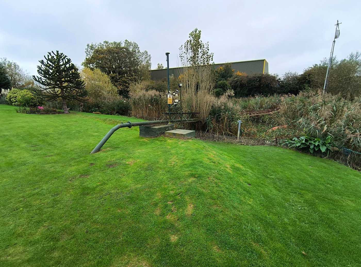 A thick garden hedge providing wildlife habitat
