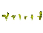 Valonia aegagropila