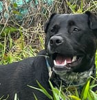 a dog is laying down in the grass