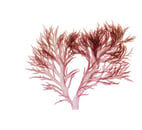 Halymenia sp.