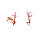 Champia sp.