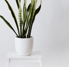 Planta sanseviera en una maceta blanca encima de un mueble blanco
