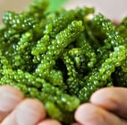 Canxi hữu cơ từ tảo xoắn Nhật Bản