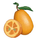 agrume - kumquat