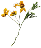 dried marigold