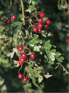 Crataegus monogyna - Aubépine monogyne