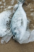Poisson mort par le plastique