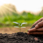 the plant is planting