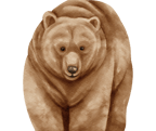 ours brun aquarelle