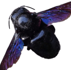 abeille charpentière