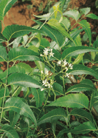 Plante Neem - Azadirachta indica 