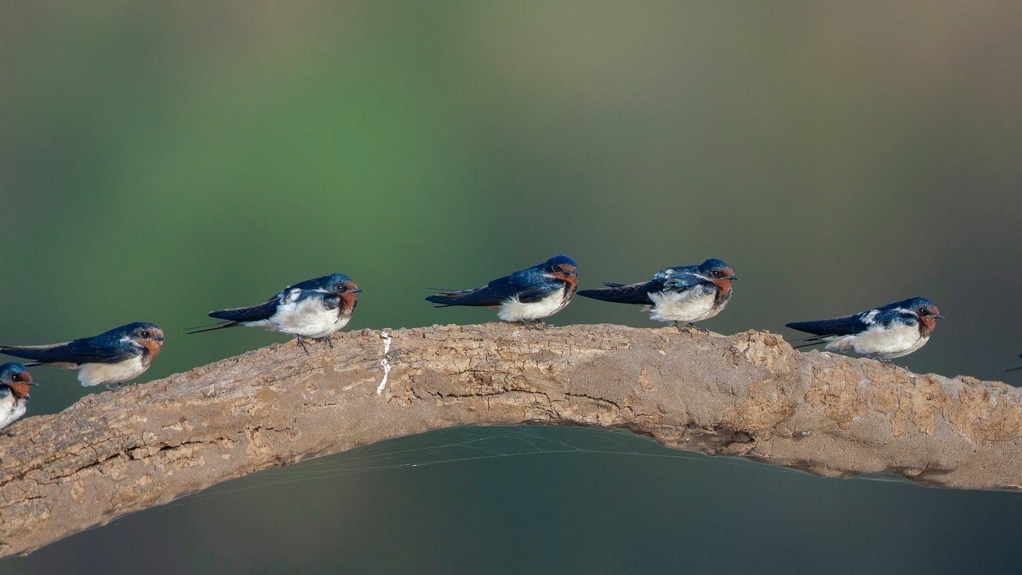 Barn swallow at Kabini boat safari Karnataka