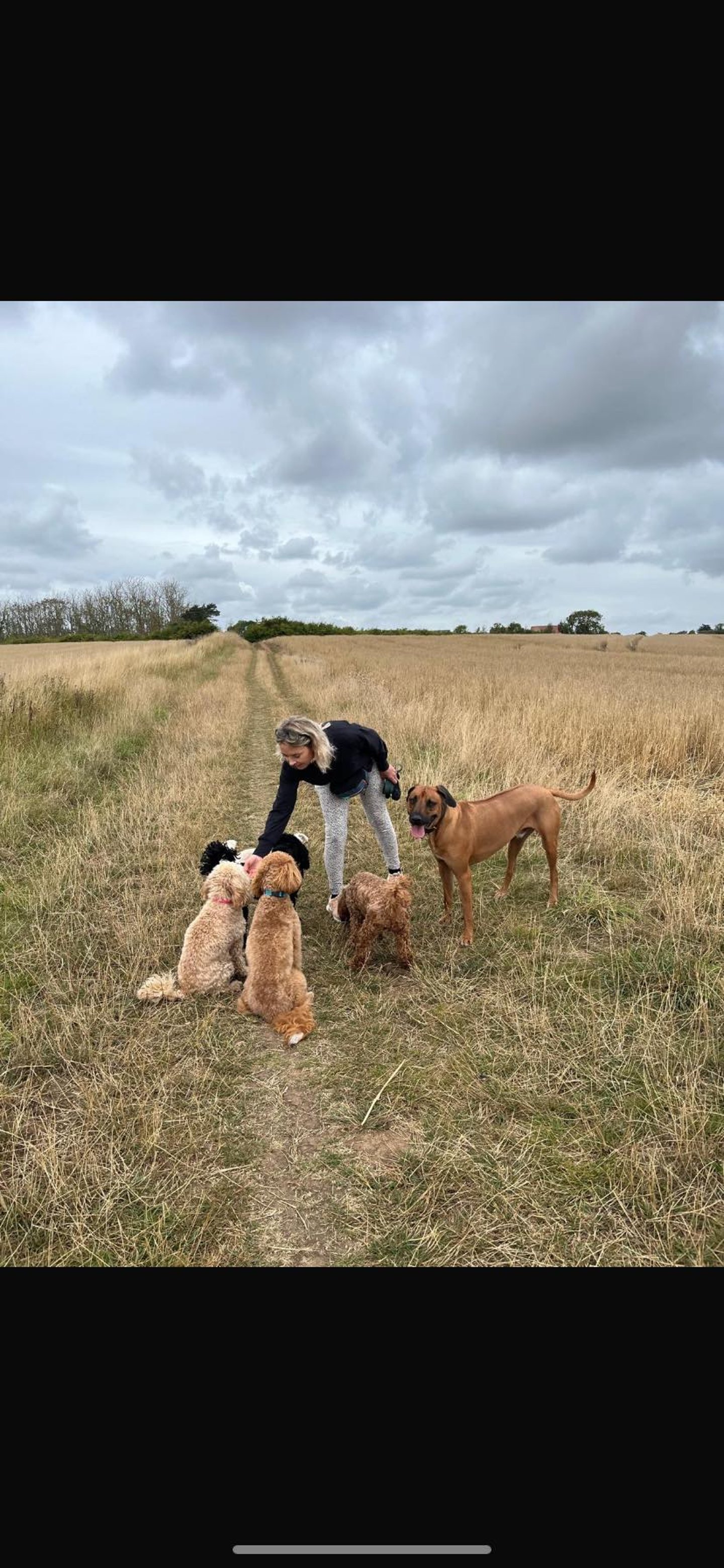 Dog behaviourist training calm dogs