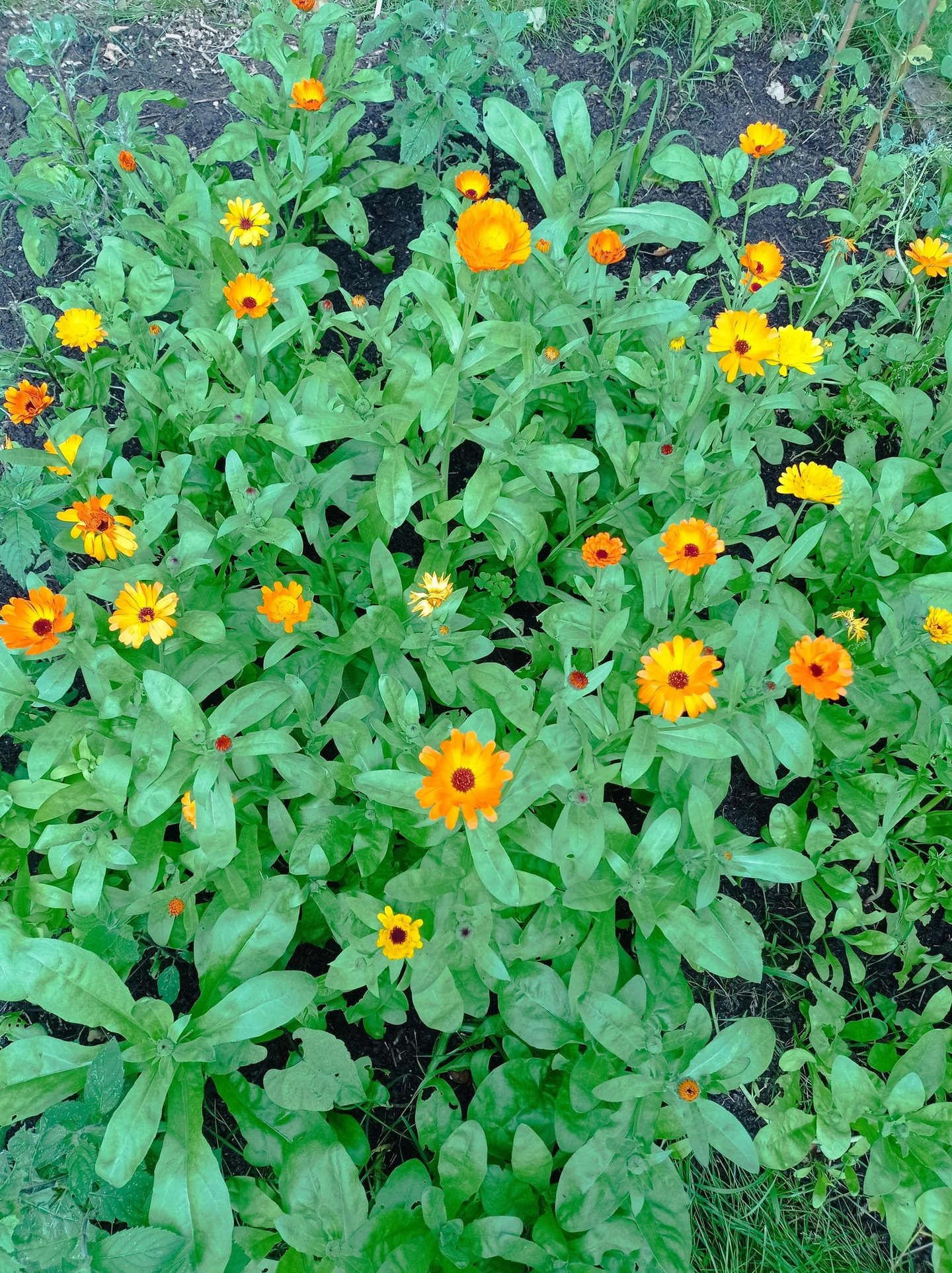 Orangefarbene Ringelblumen als Symbol für Aufblühen und Heilung bei Psychotherapie und Depression