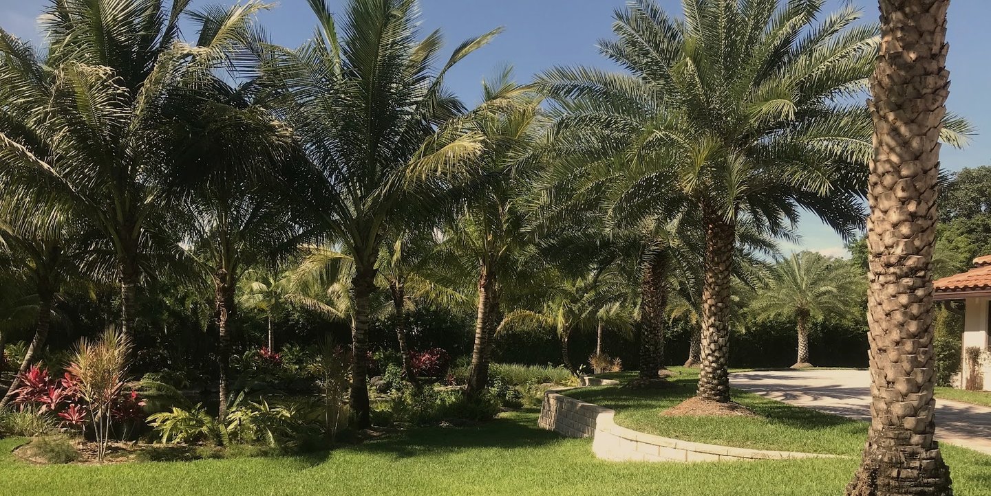Lush tropical landscaping with green palm trees and a manicured lawn under a clear blue sky.