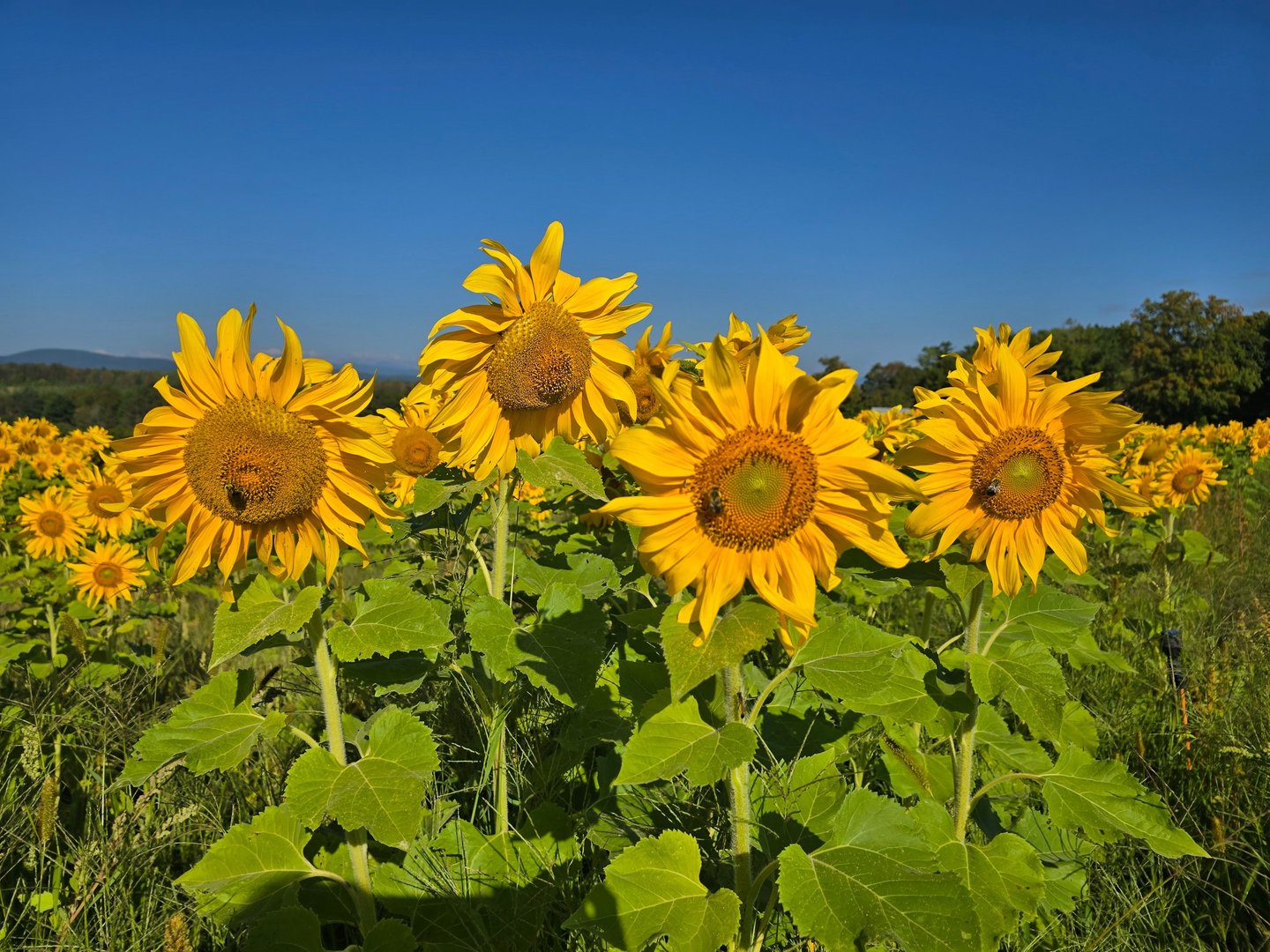 Field of sunflowers in Vermont with bumble bees on the blooms