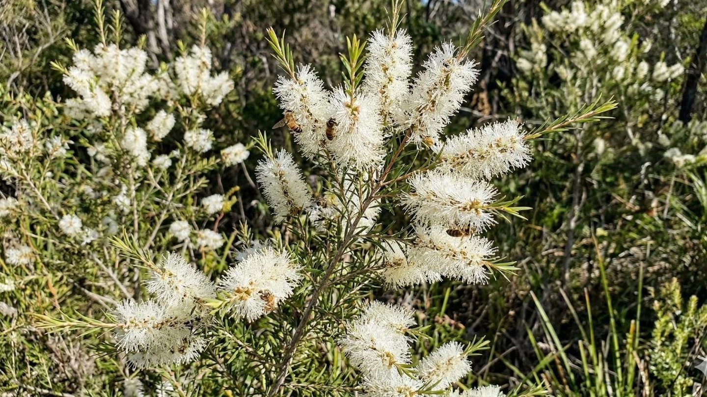 Honey bees pollinating white bottlebrush flowers on a native Melaleuca alternifolia tea tree shrub