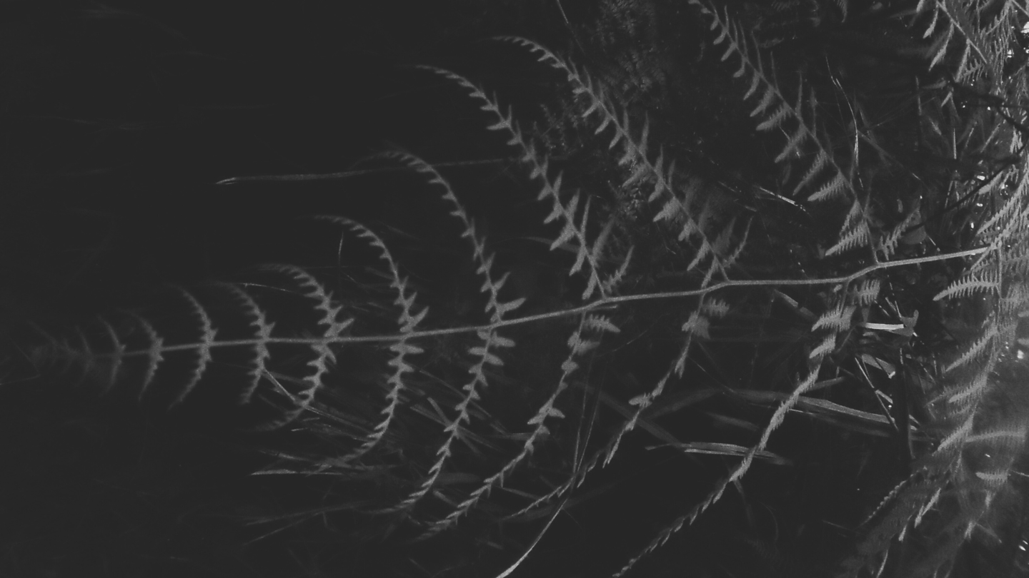 Fotografía botánica en blanco y negro de hojas de helecho con alto contraste y fondo oscuro.