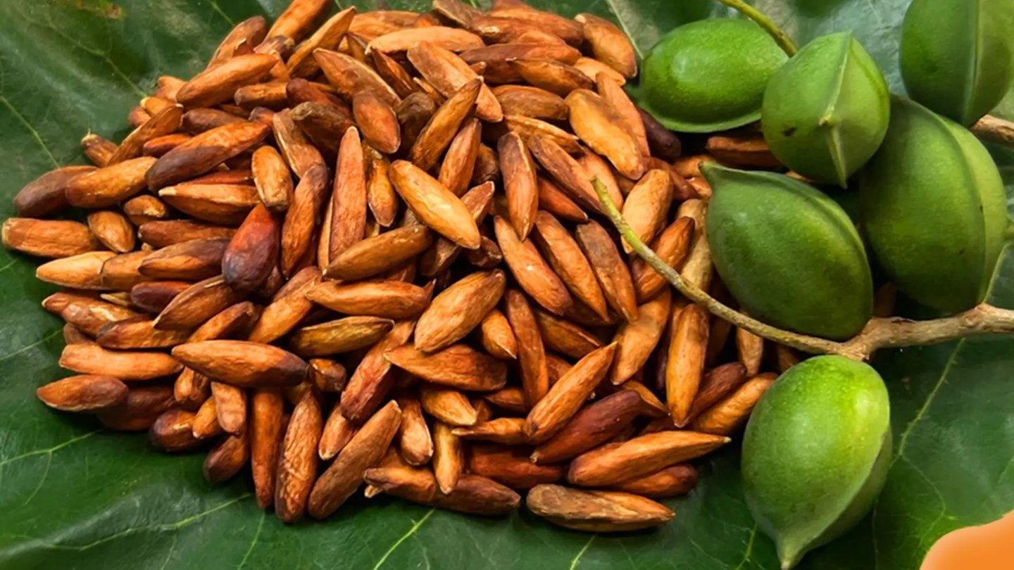 mut-hat-bang-con-dao