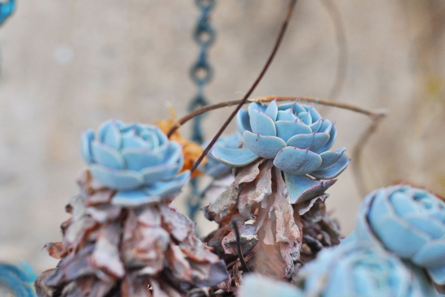 how to fix problems in succulent soil mix