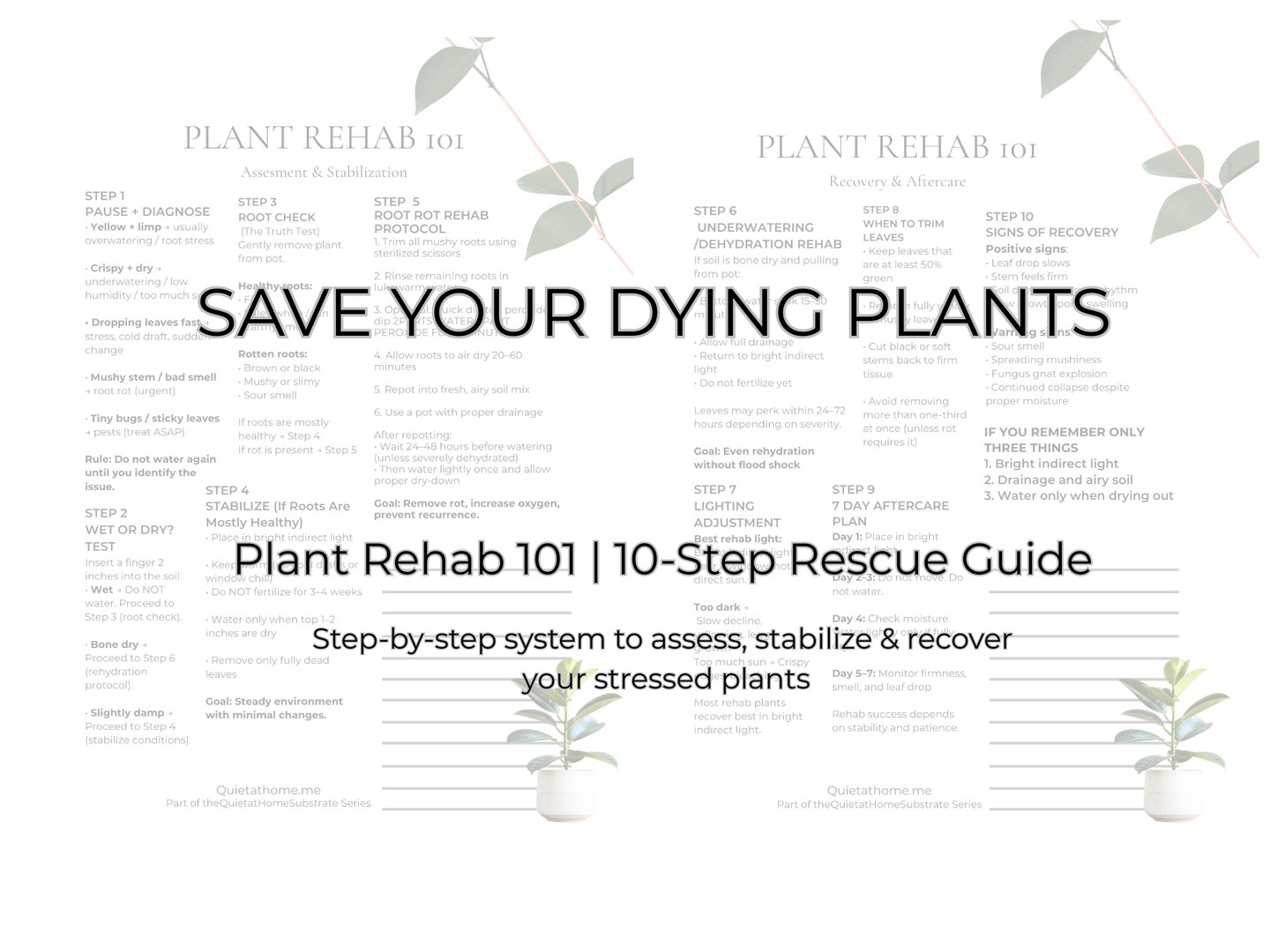 plant rehab guide for reviving unhealthy houseplants