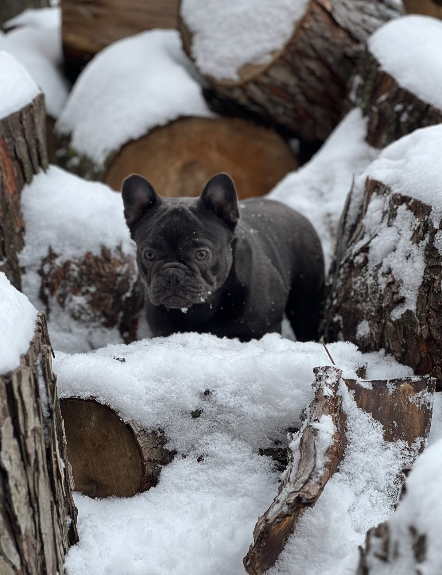 A black French Bulldog puppy exploring snowy logs in a winter landscape.
