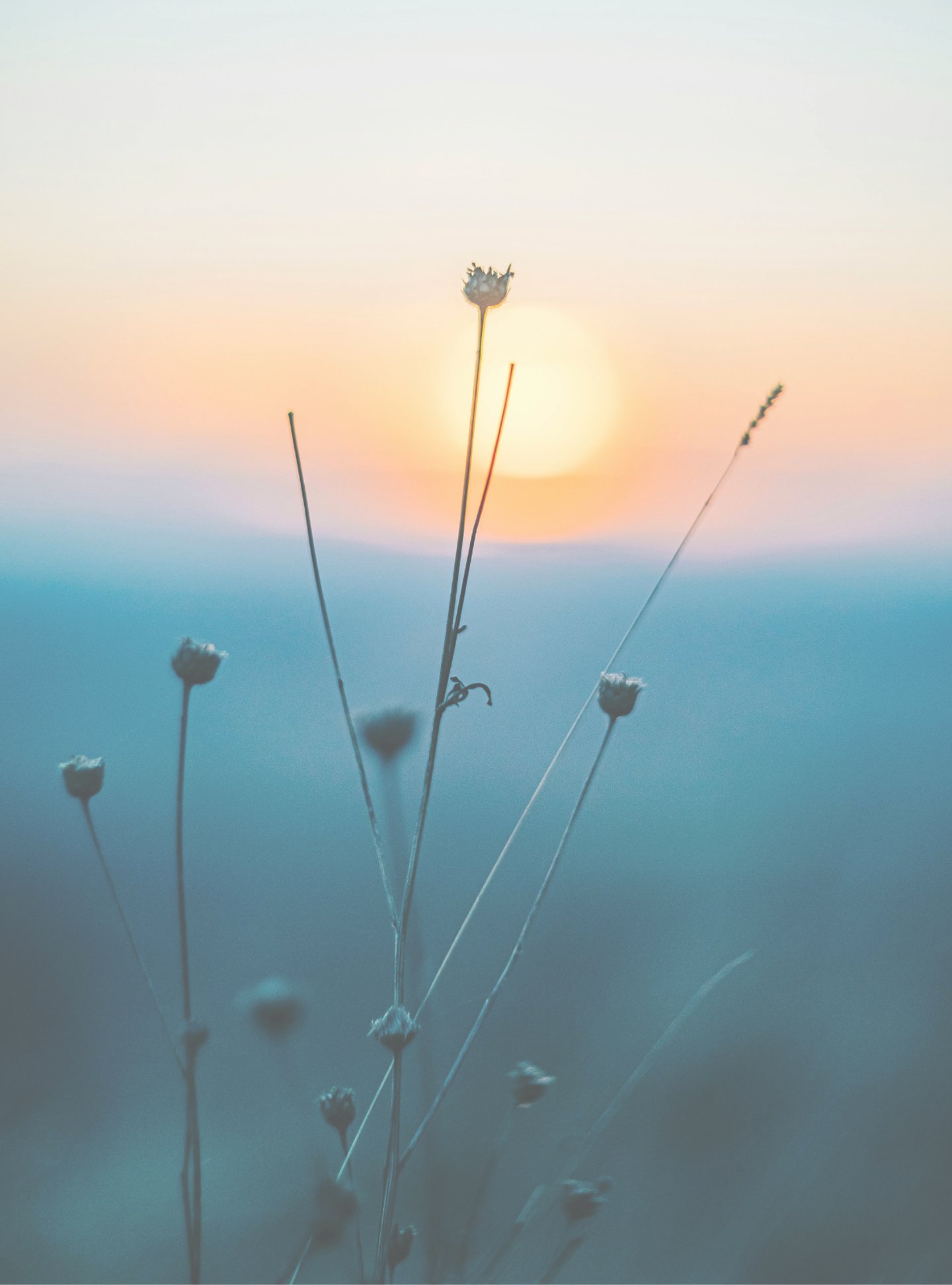 Amanecer con flores pequeñas al sol