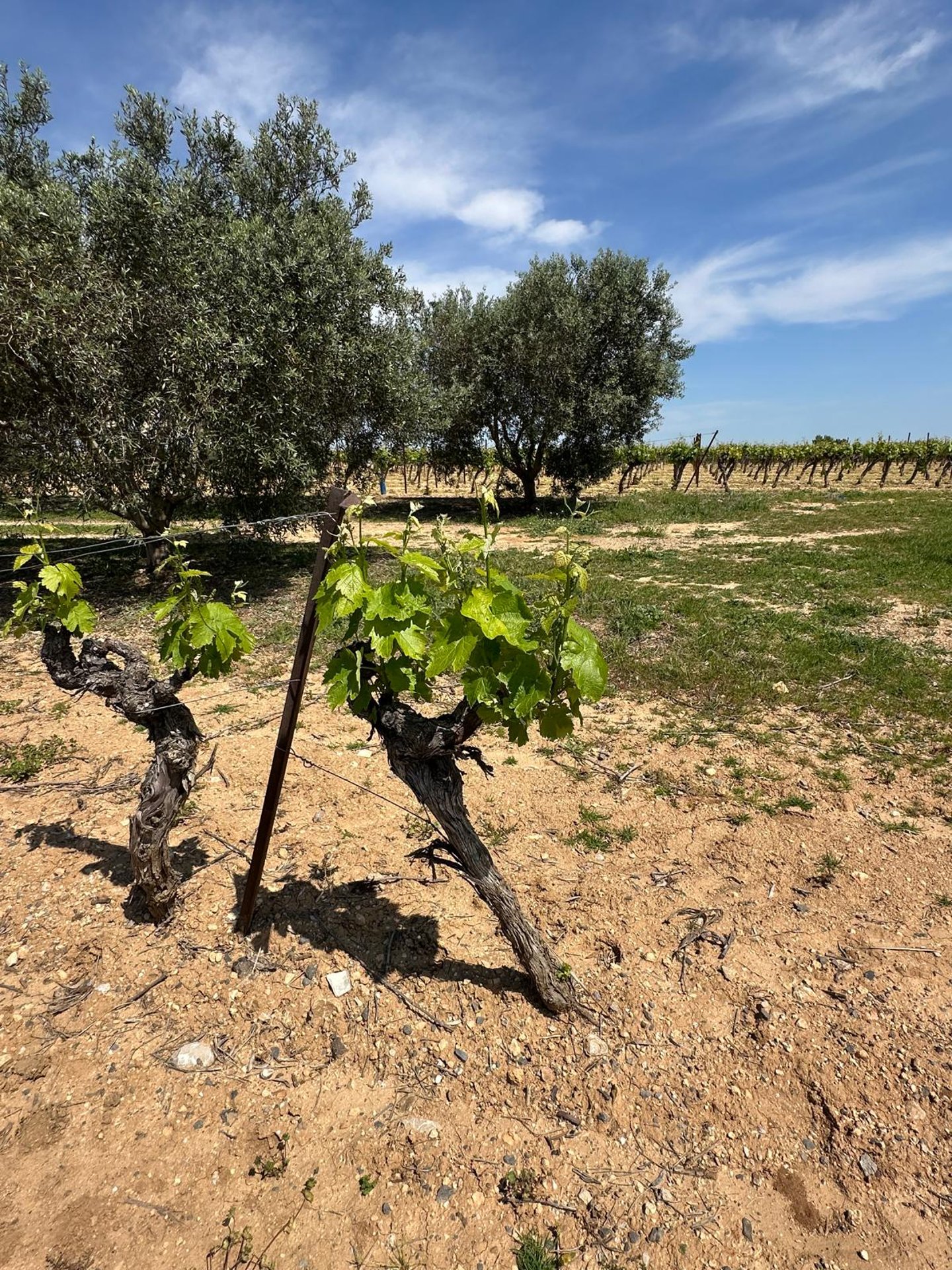 Close up photo of budding grapevines in dry clay soils with large mature olive trees in background and sunny skies