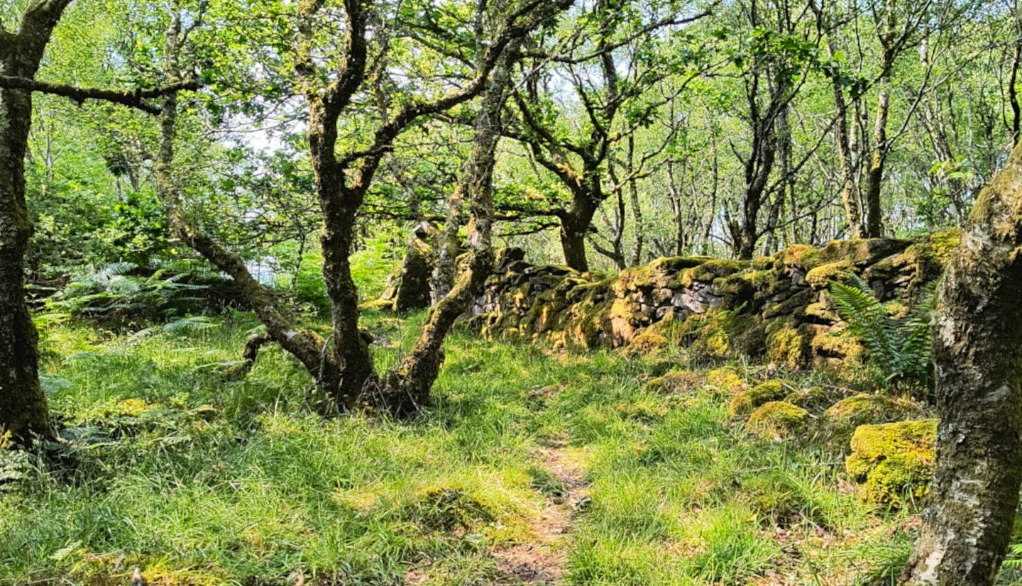 Woodland path in Tayvallich with moss‑covered ground, twisting trees, and an old stone wall in soft