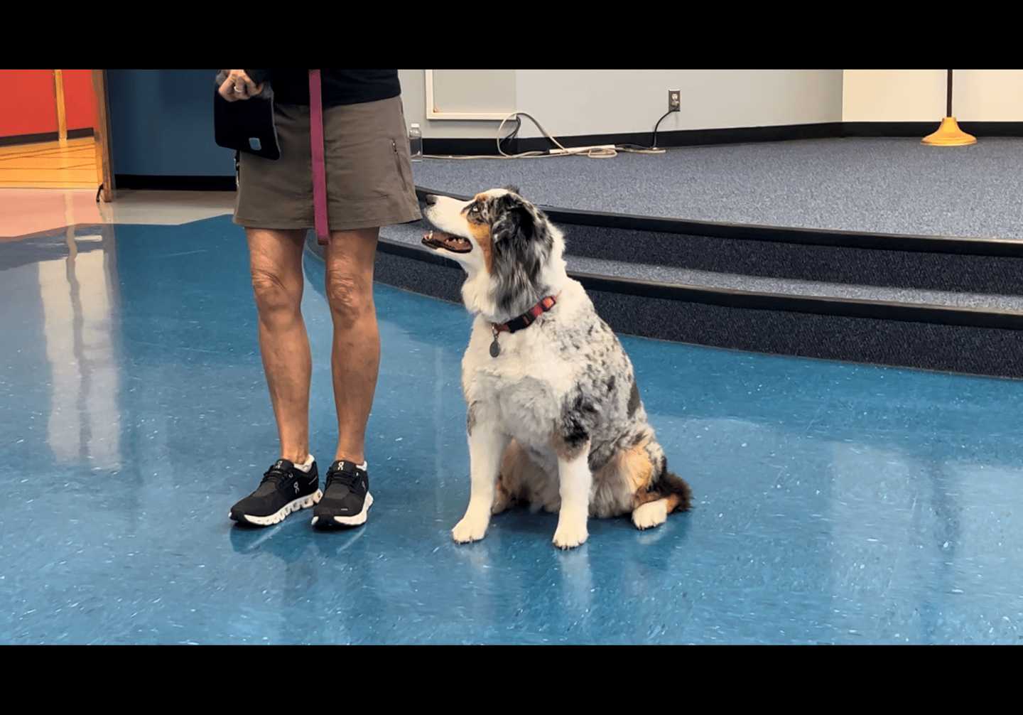 a dog sits in heel position looking up at its owner