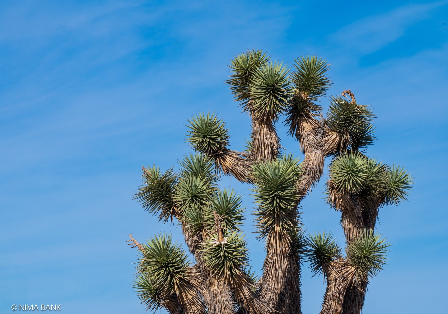 a joshua tree and blue skies in the background in death valley california
