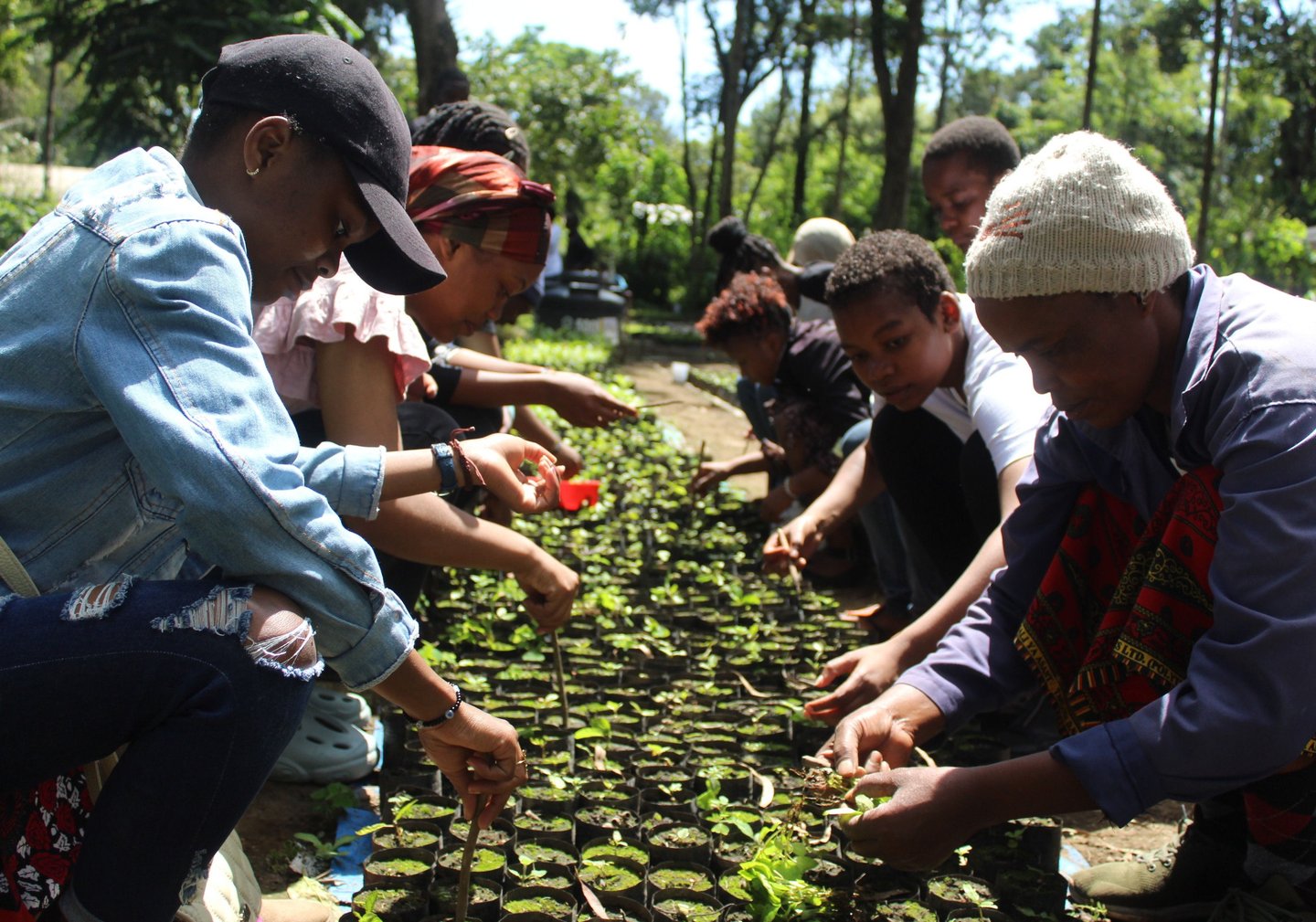 Volunteers working in a tree nursery