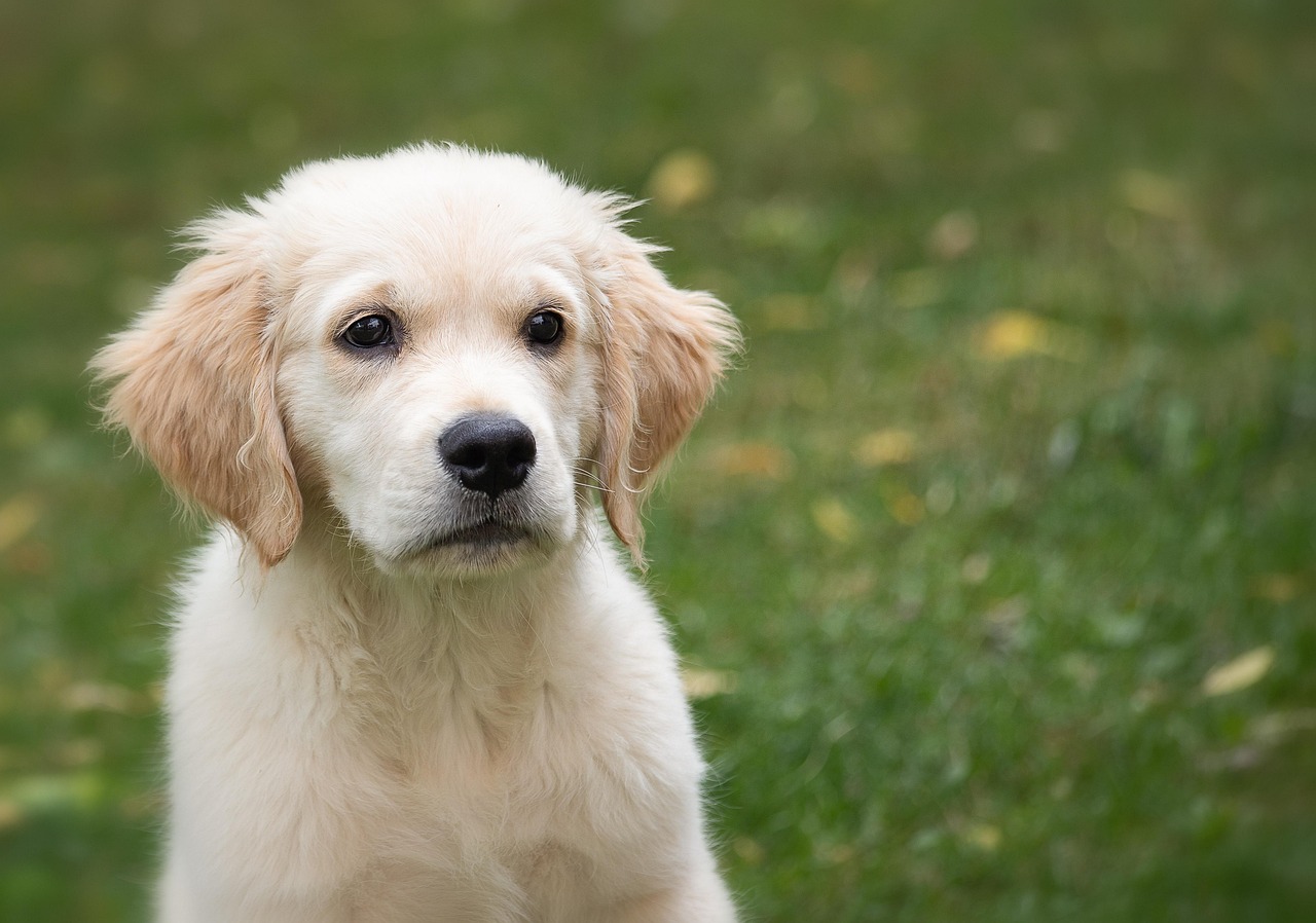 Séance de comportementalisme animalier à domicile pour chien, chat et cheval