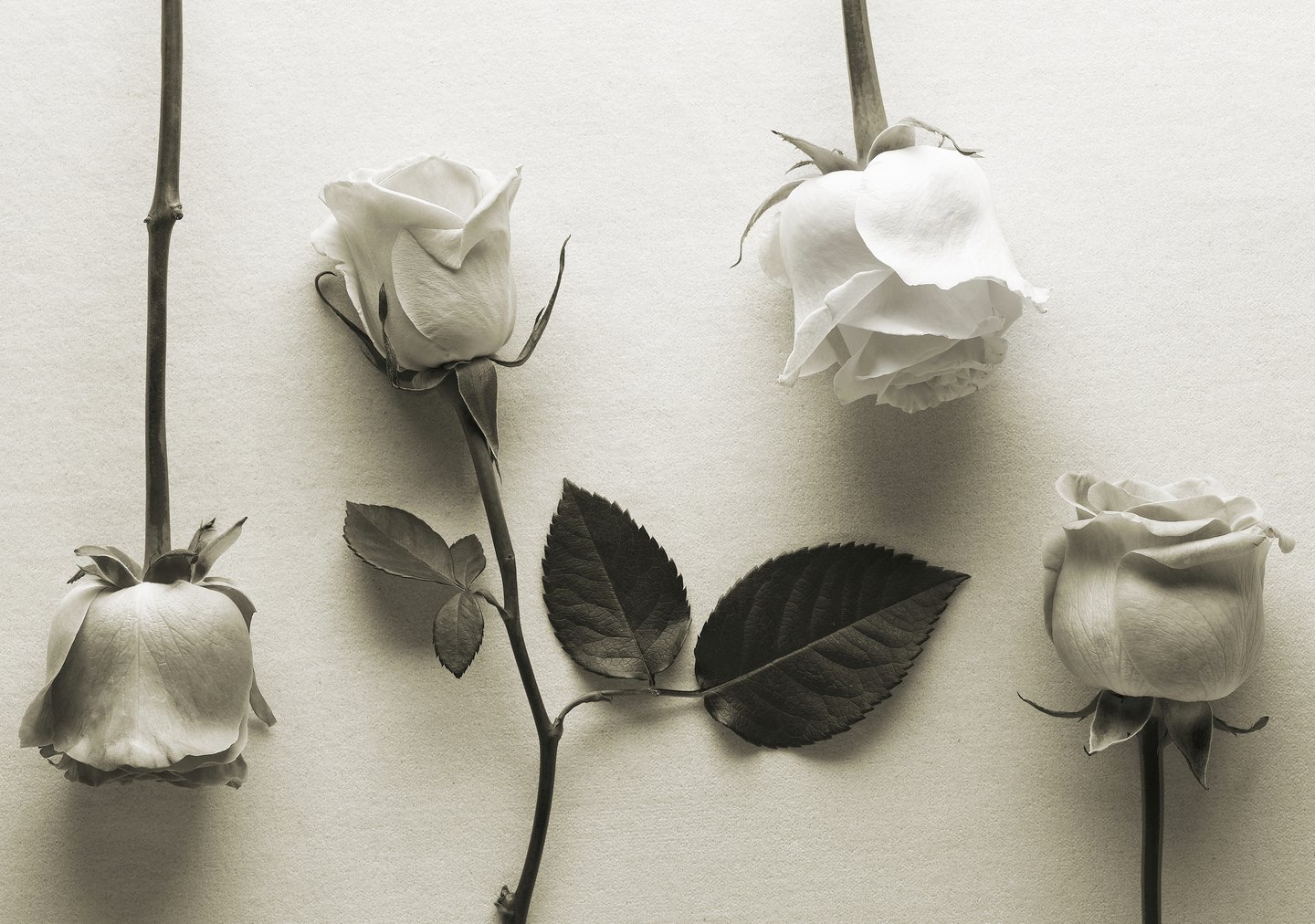 black and white image of four white roses on a white paper background